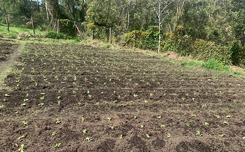 estudiantes en la huerta del Colegio de la UPB Marinilla