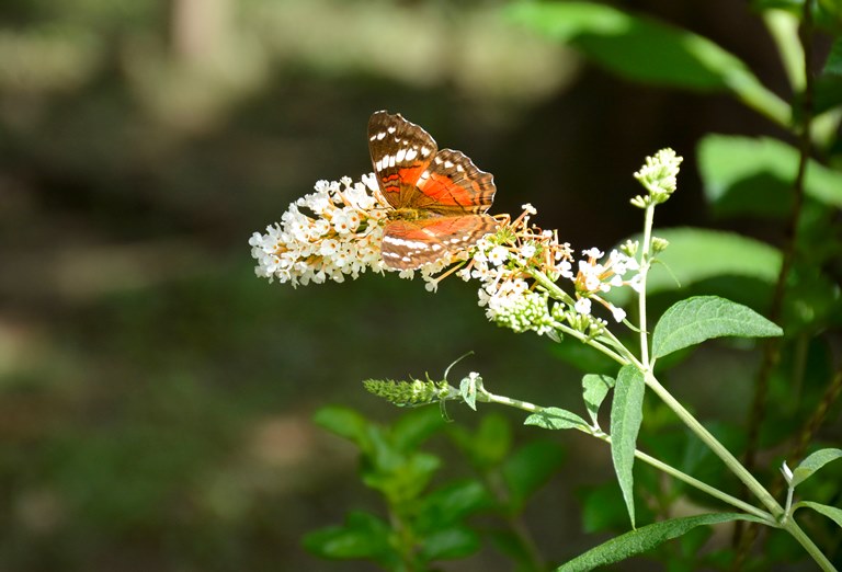 Estudiantes de preescolar investigan sobre las mariposas