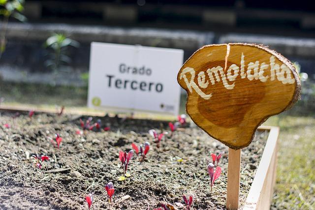 Plantas de remolacha cultivadas por estudiantes de 3°