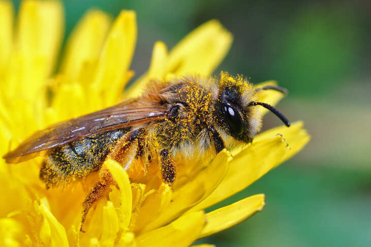 abejas polinizadoras