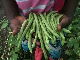 Agricultura urbana