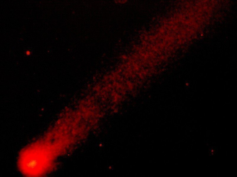 Células con rupturas del ADN que se evidencian por la estructura en forma de cometa que se forma. Cortesía: Grupo de Investigación en Biología de Sistemas.