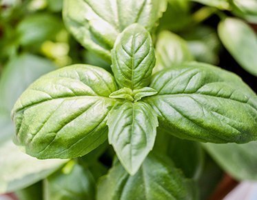 Plantas condimentarias para jardines verticales