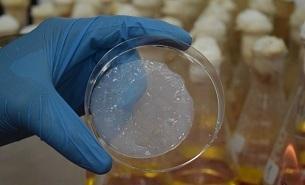 e forma en la superficie una nata de textura gelatinosa o celulosa bacteriana