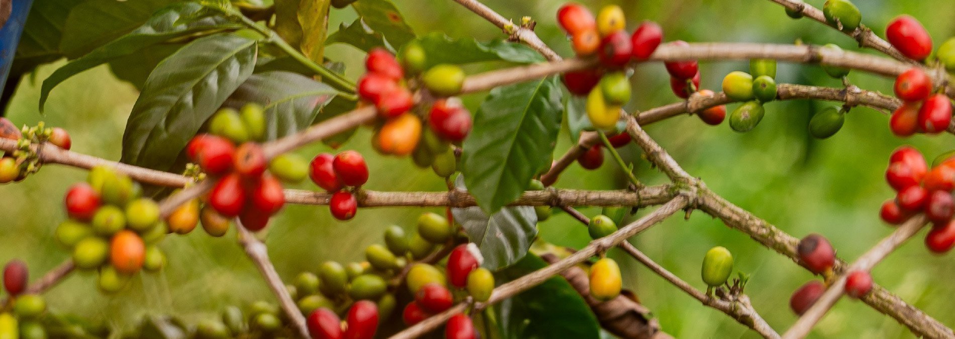 curso-negocios-inspiran-emprender-cafe-i