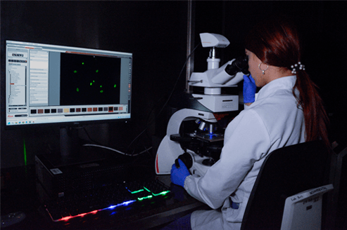 Observación de estructuras de parásitos por fluorescencia.