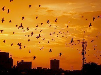 Tarde Montería por José F. Viloria