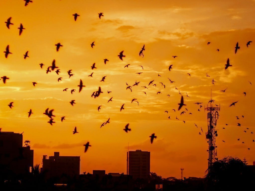 Tarde Montería por José F. Viloria