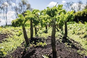 Kale que parece palma