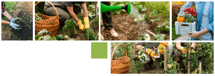 flores, cultivos, alimentos