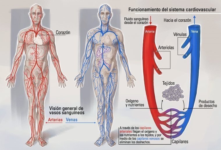 Infografía sobre el funcionamiento del sistema cardiovascular 