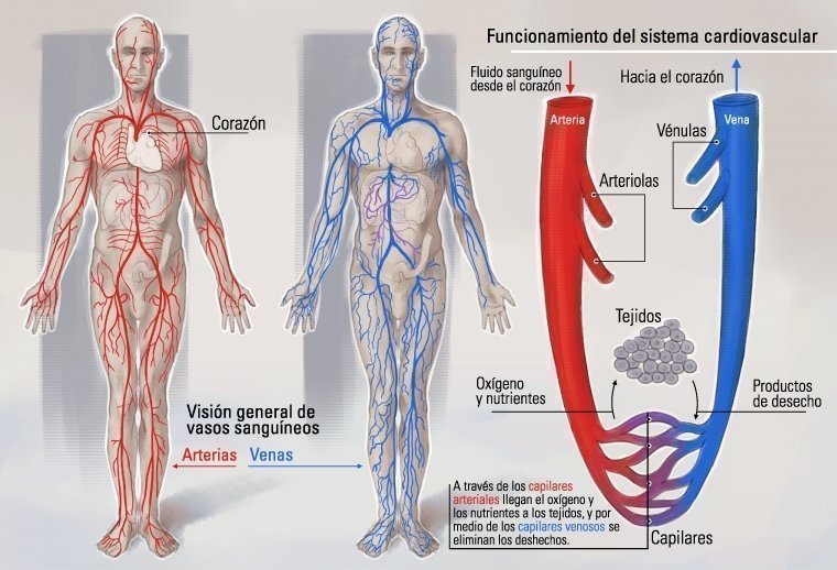 Infografía sobre el funcionamiento del sistema cardiovascular 