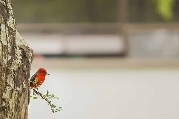 concurso fotografia biodiversidad