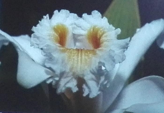 conferencia orquídeas fotografía 
