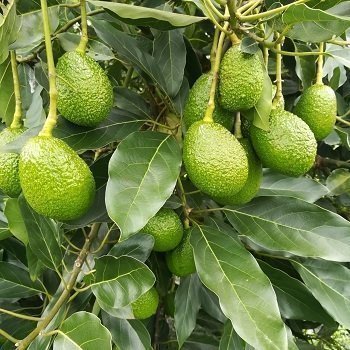Cultivo de aguacate
