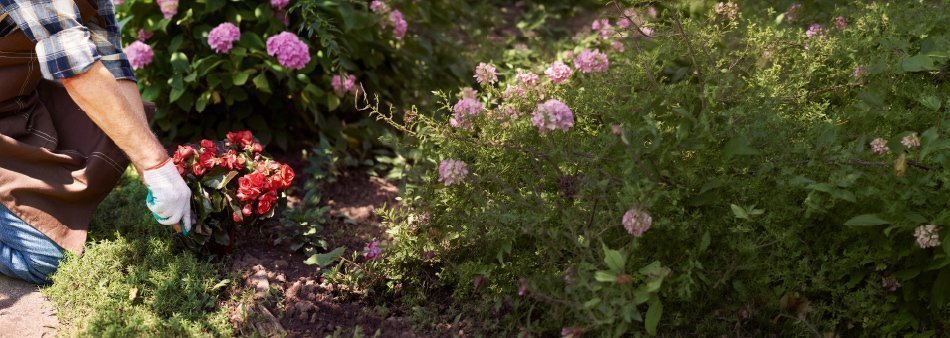 Jardinería