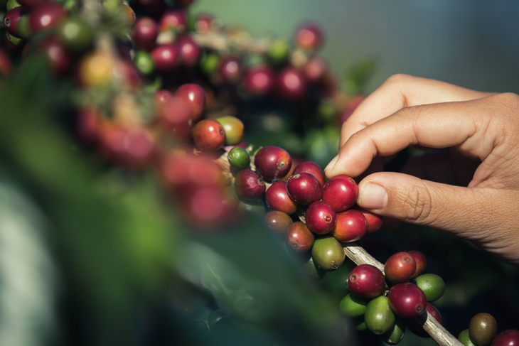 Café y educación