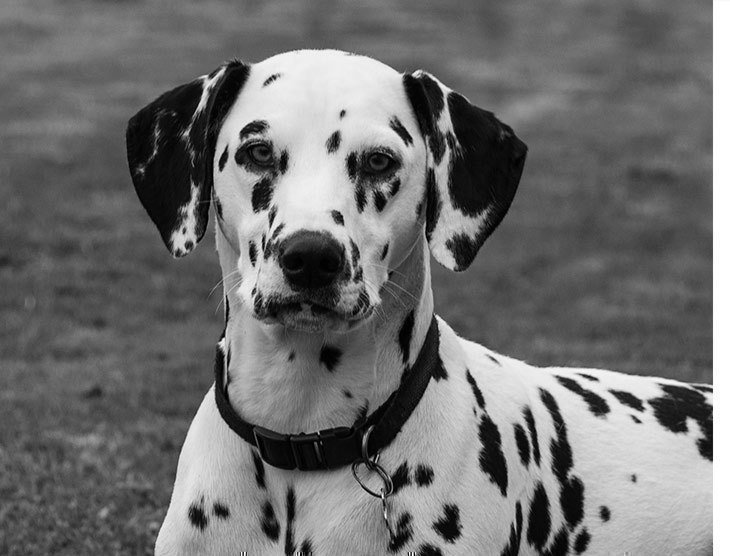 Dalmata palabra esdrújula