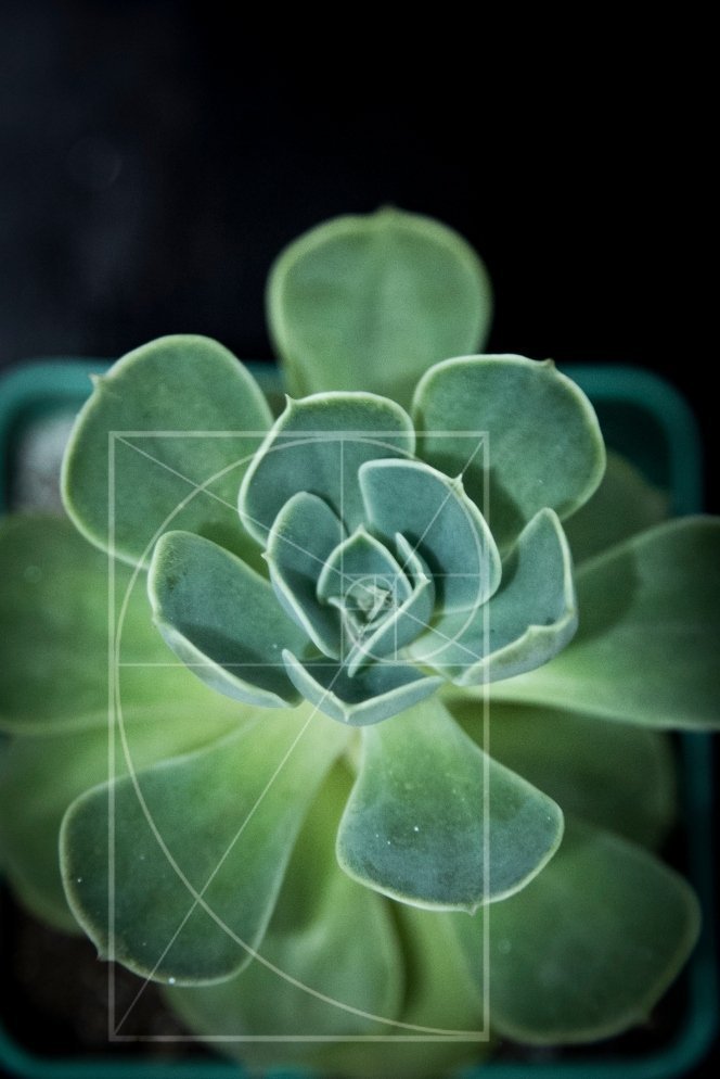 Simetría en una planta 