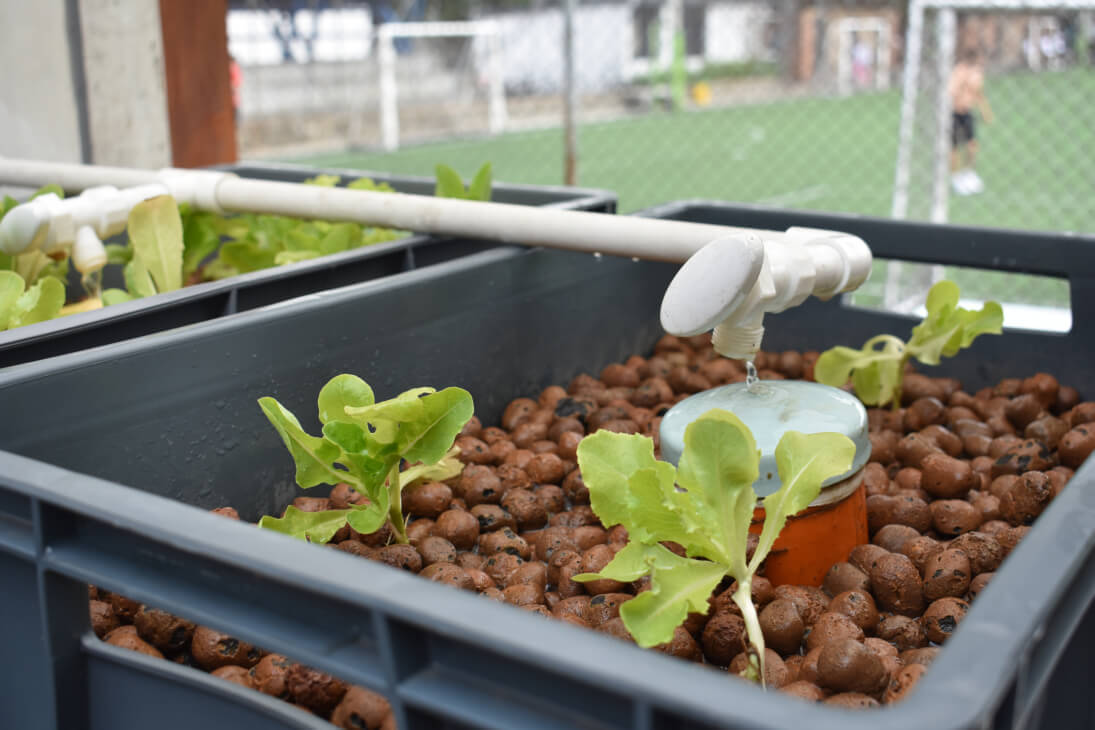 PLANTASACUAPONÍA