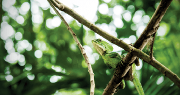 Especialización en Preservación y Conservación de los Recursos Naturales ofrecida por UPB Virtual