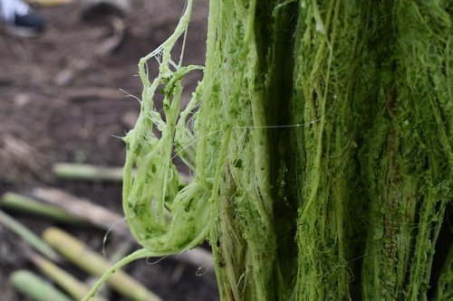  Este proyecto busca la reutilización de los compuestos de la planta que no son comercializados