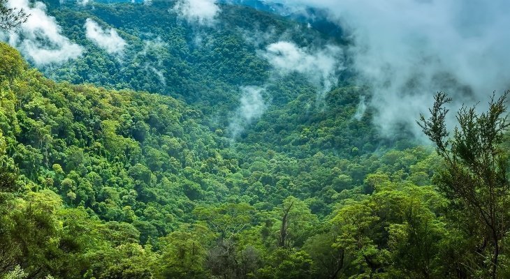 Vista panorámica de selva rodeada de niebla