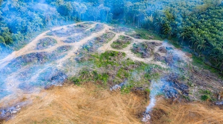 Vista aérea de la deforestación. Se elimina la selva tropical para dar paso a las plantaciones de aceite de palma y caucho