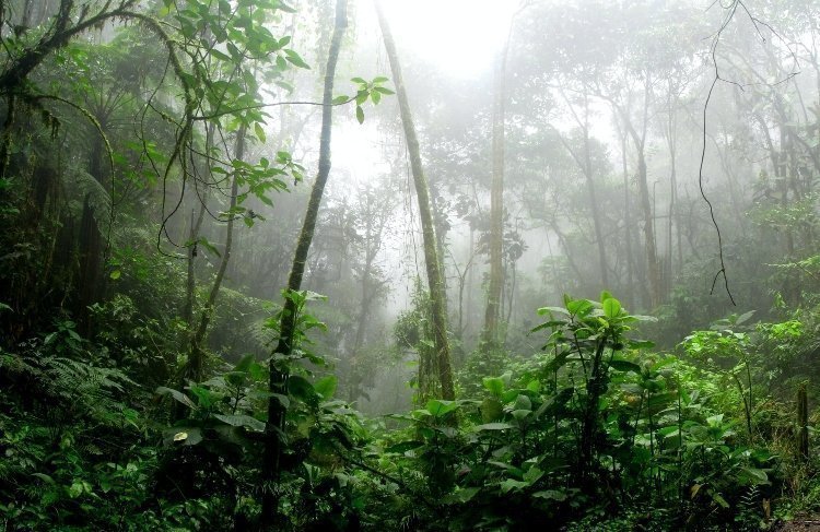 Selva rodeada de niebla