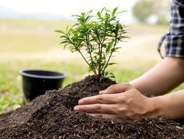 Sembrar árboles para cuidar las áreas protegidas