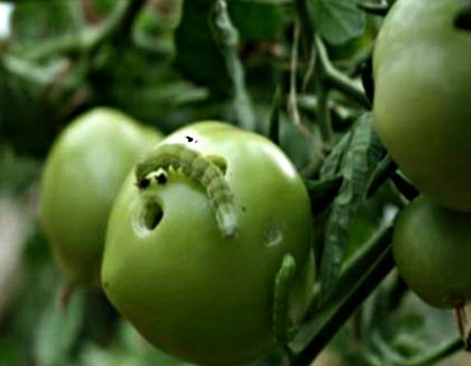 Gusano perforador del tomate