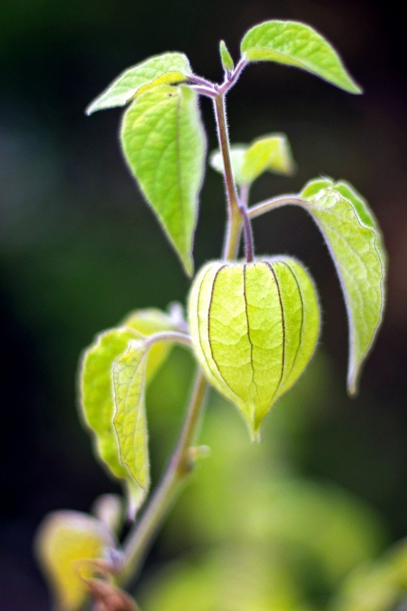 Cultivo de uchuva